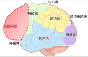 脳（前頭葉）co.2