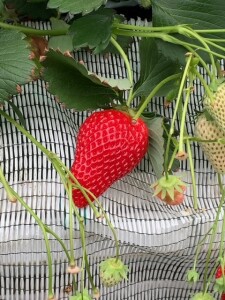 おいしいいちご