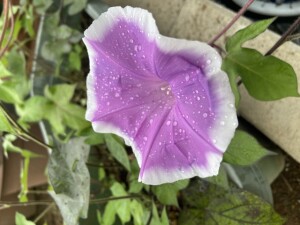 image0
