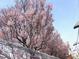 IMG_1520 (002)