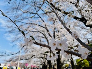 さくら祭り