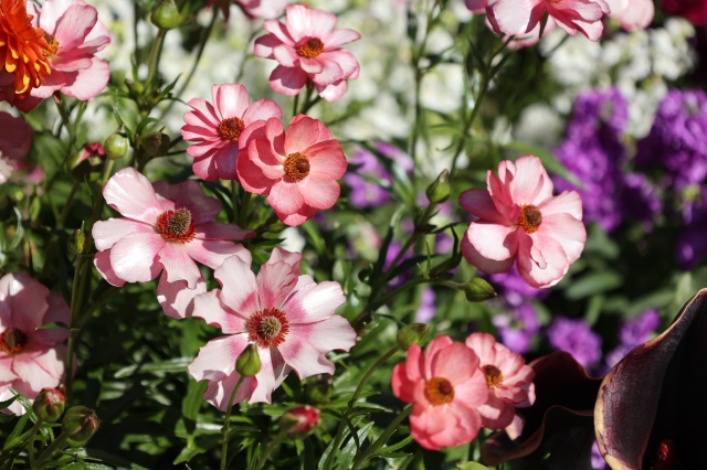 お花
