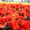 お花