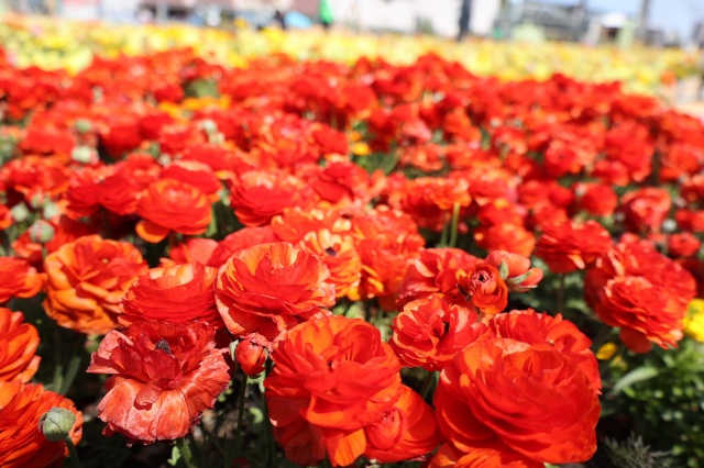 お花