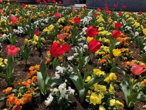 ﾁｭｳｰﾘｯﾌﾟ(600)