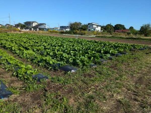 白菜リサイズ済