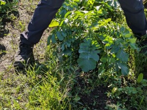 大根リサイズ済