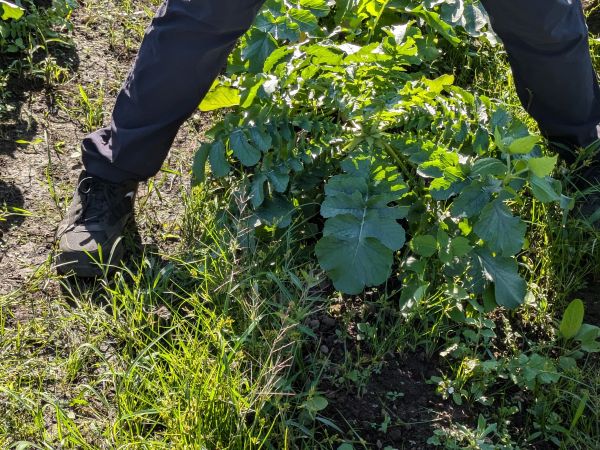 大根リサイズ済