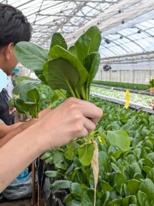 小松菜1リサイズ加工済