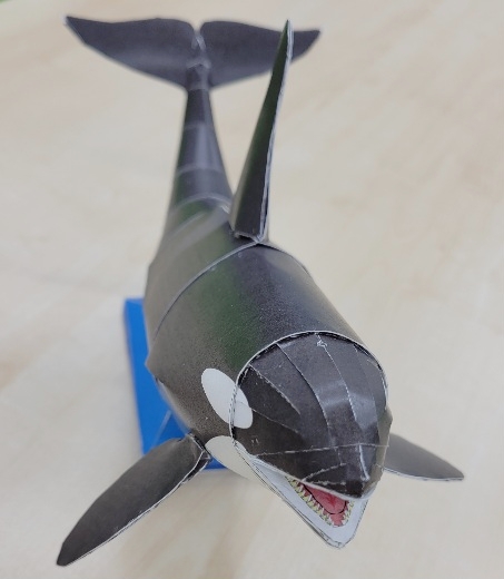シャチ②
