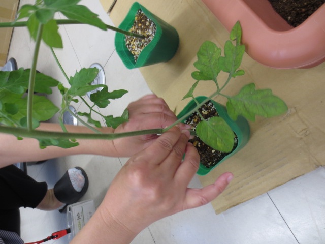 トマトを植える
