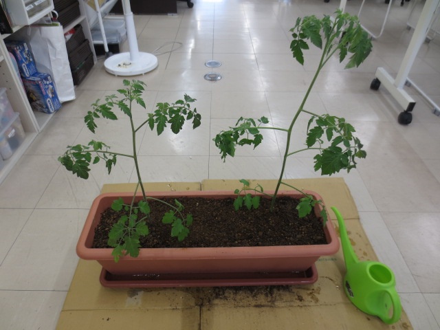 トマトを植えたプランター