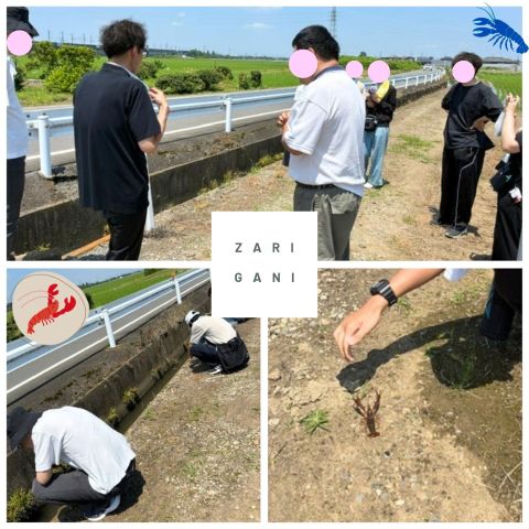 ザリガニ1